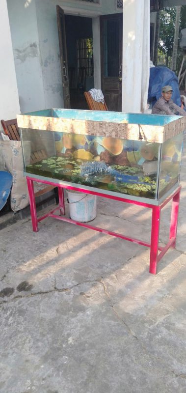 Kiến Vàng 24h